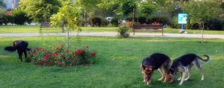 atasehirevcilhayvanrotasi.com