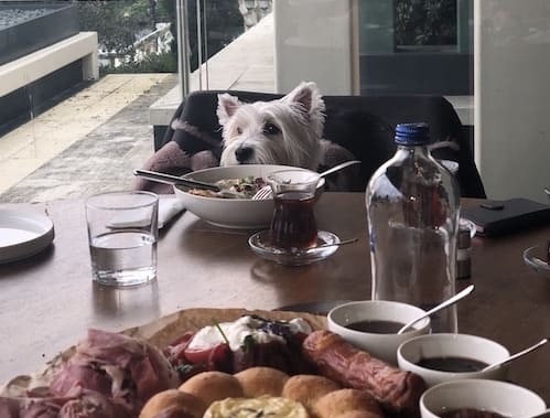 atasehirevcilhayvanrotasi.com